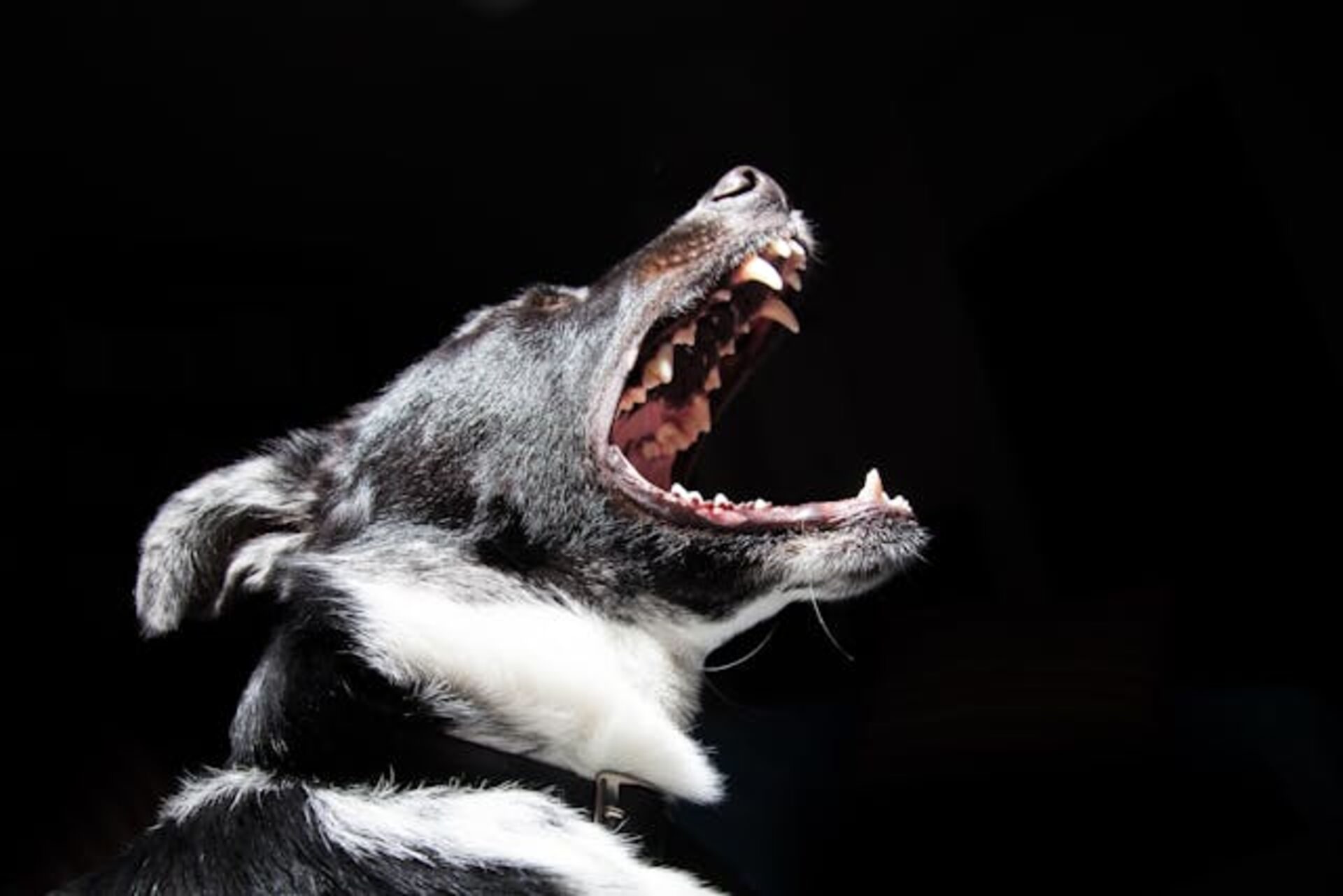 Foto de SplitShire: Pexels