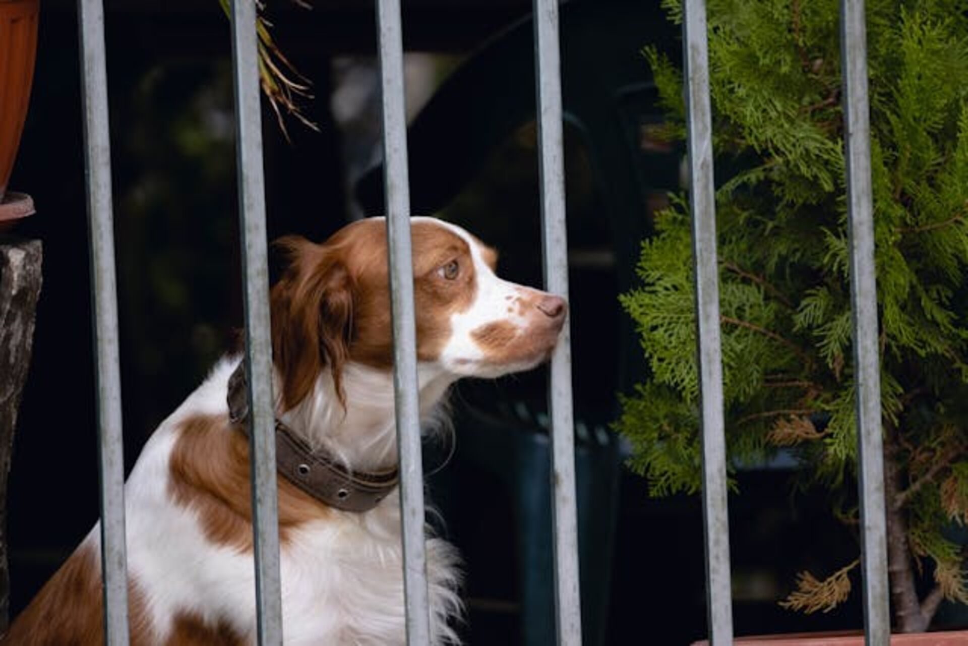 6 fatos importantes que você deve considerar antes de adotar um cachorro